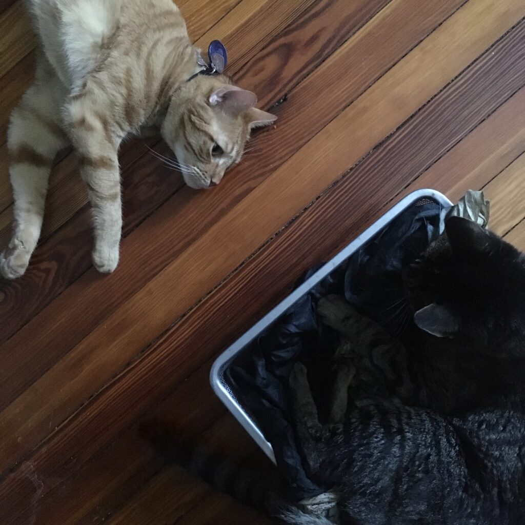 Orange cat lying on a wooden floor, gazing at a grey tabby in a drawer.