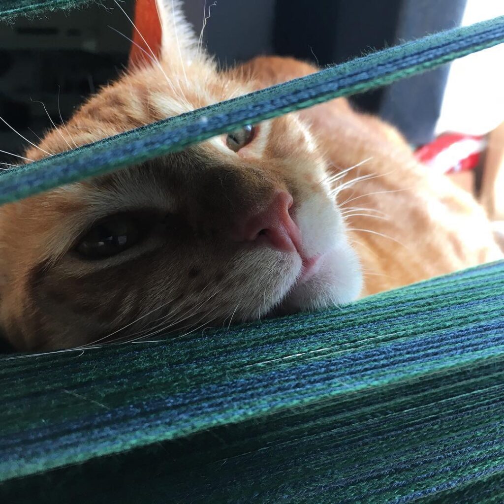 An orange cat resting his chin on the warp on a narrow-band loom, gazing mischievously at the camera.