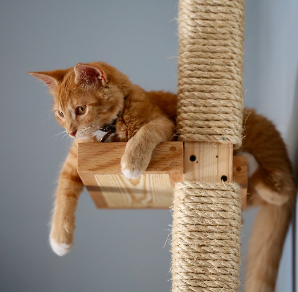 orange cat with dark orange eyes