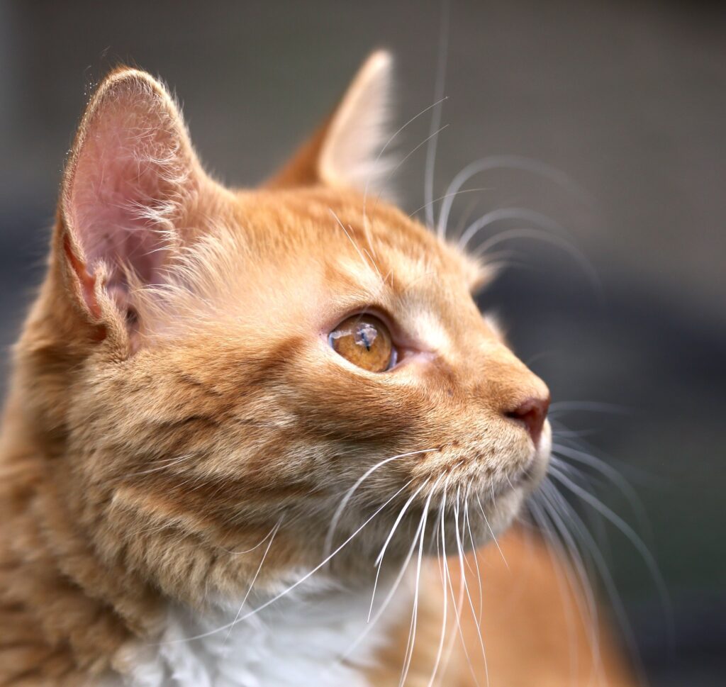 orange cat with dark orange eyes