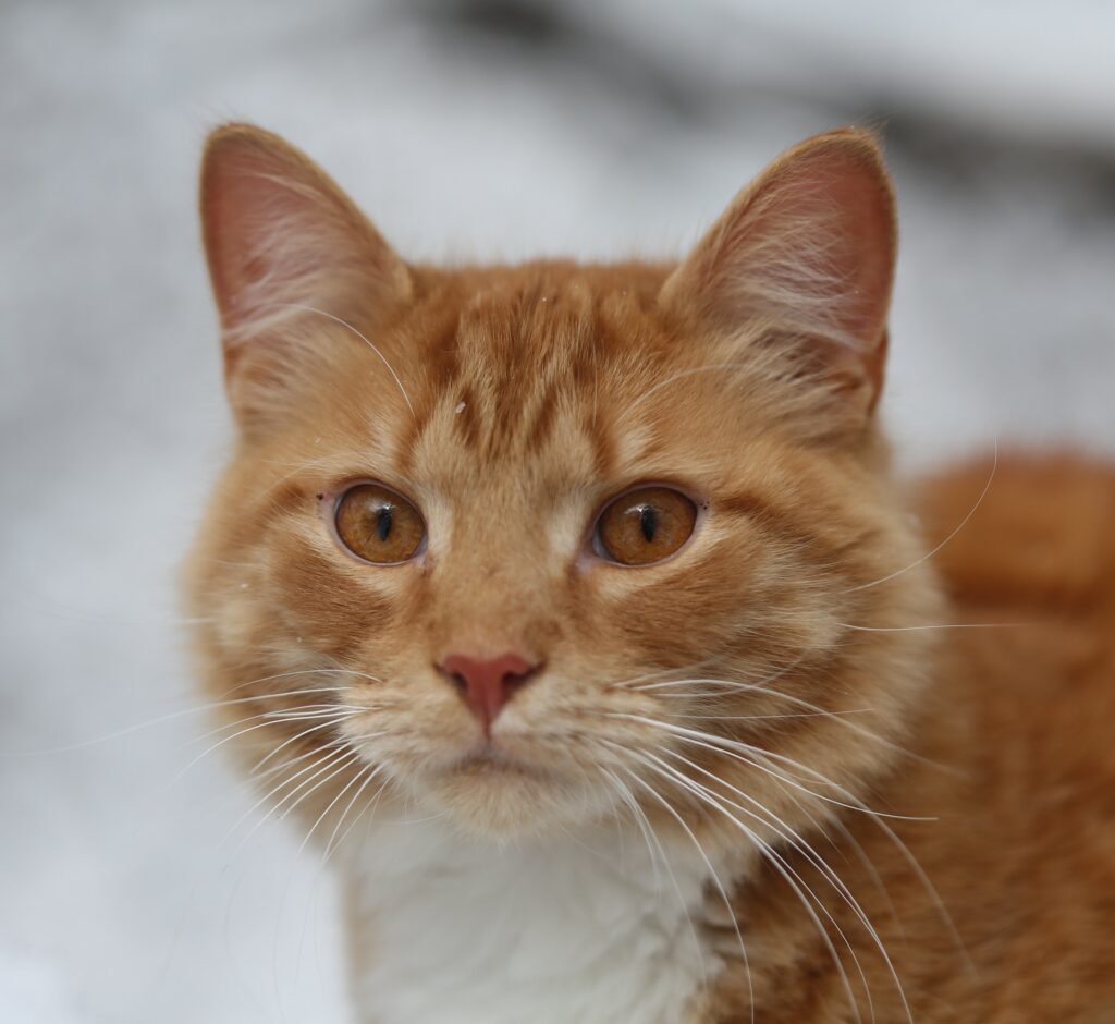 orange cat with dark orange eyes