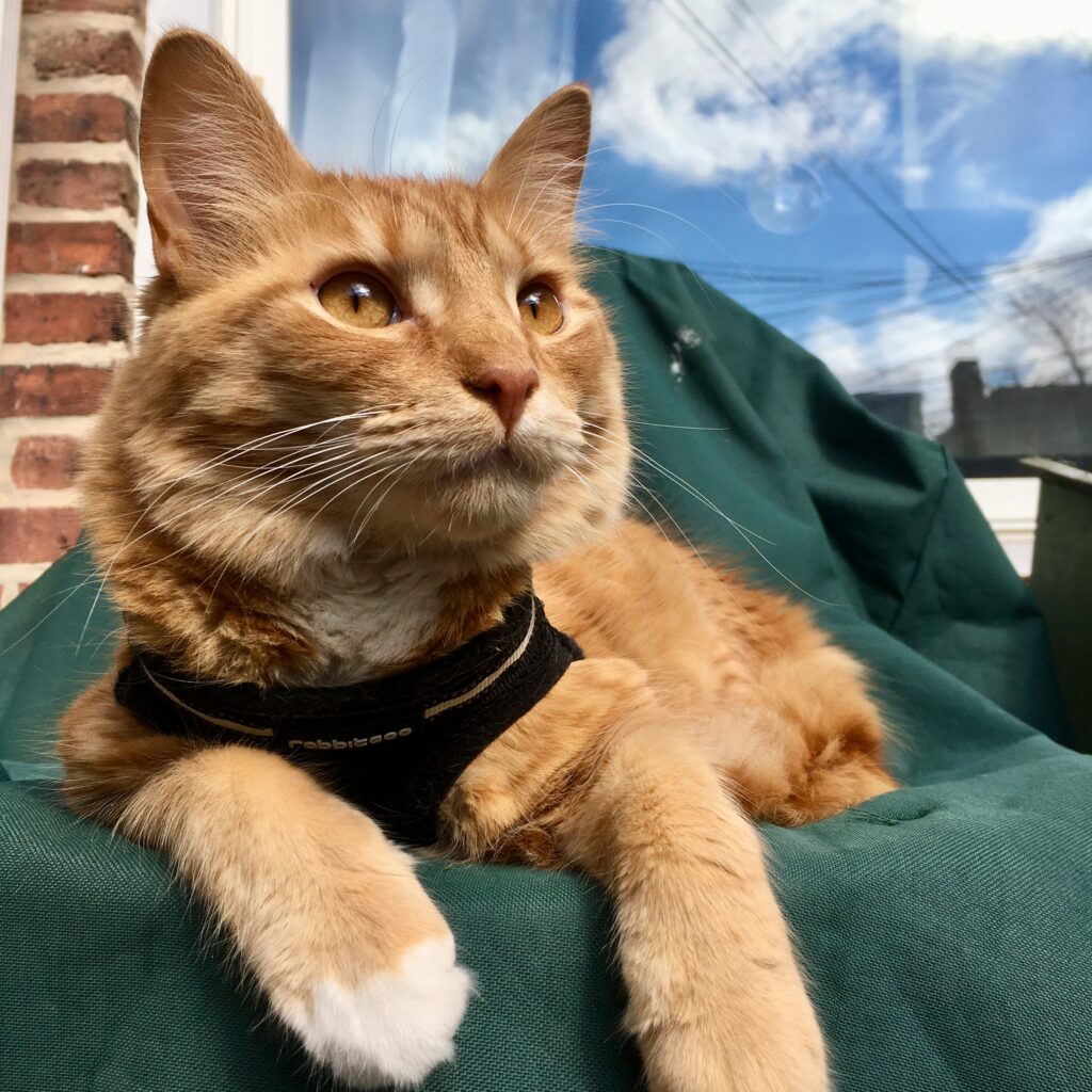 orange cat with light orange eyes