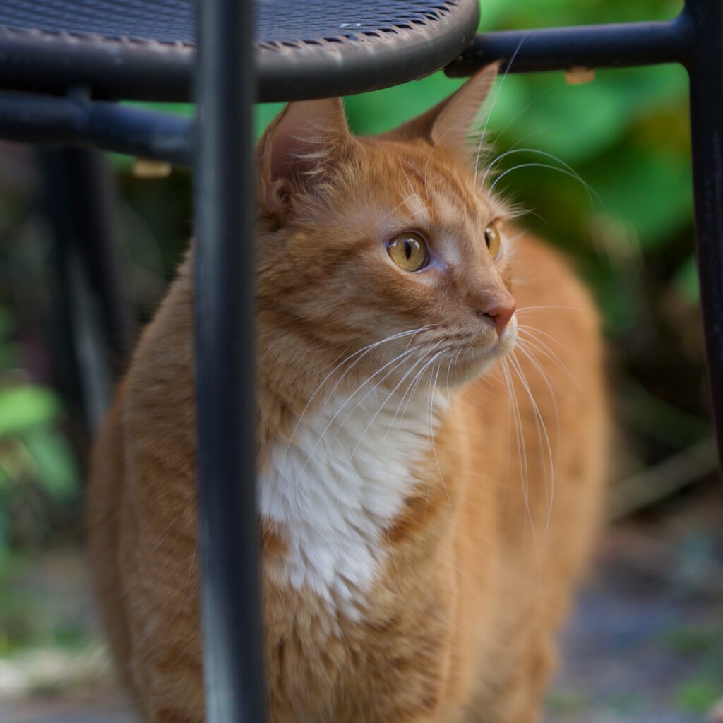 orange cat with yellow eyes