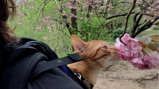 An orange cat peeking out of a backpack, smelling some flowers on a tree branch.