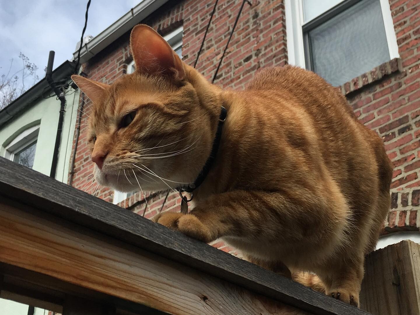 An orange cat on top of a fence, staring fixedly at a wasp, just out of frame.